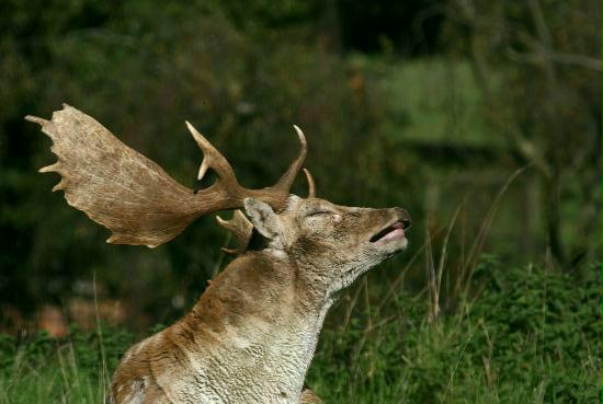 Fallow Deer <i>Dama dama</i>